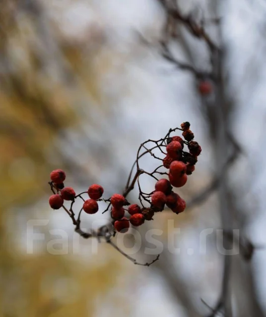 Nikon D7200 ����