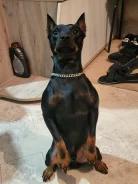 �����������. ����