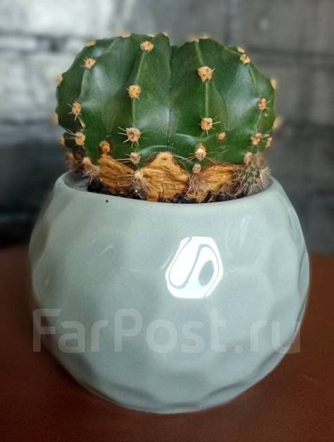 Классный кактус в керамическом горшочке. Grey. Распродажа, в наличии ...