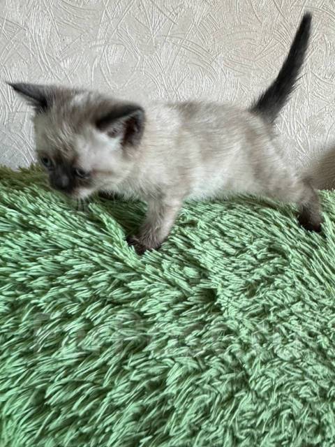 Котенок скоттиш страйт, в наличии. Цена: 5 000₽ во Владивостоке