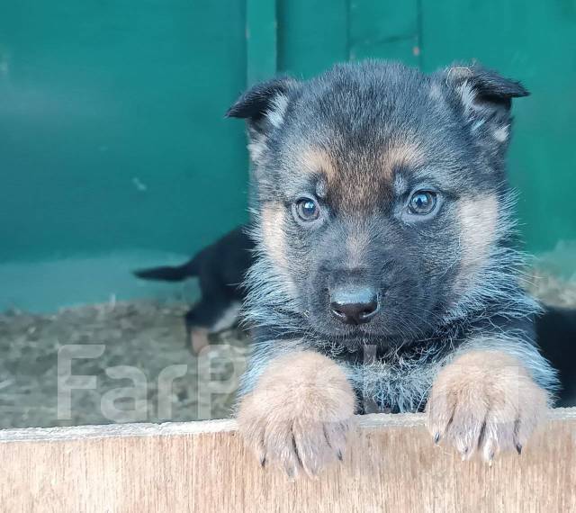 сколько должен весить щенок немецкой овчарки в два месяца