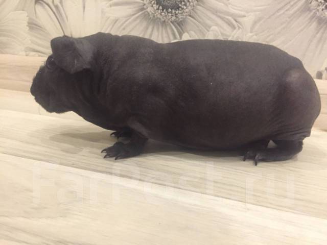 Гомозиготный по обоим признакам. При скрещивании двух дигетерозигот. Дигетерозиготная самка. Анализирующее скрещивание схема схема. Дигетерозиготную черную длинношерстную самку морской свинки.