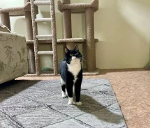 �����. ����