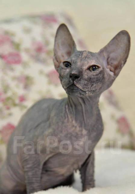 кот канадский сфинкс на белом фоне. канадский сфинкс и петерболд. сфинкс 8 месяцев. донской сфинкс вес. Rosa ''сфинкс.