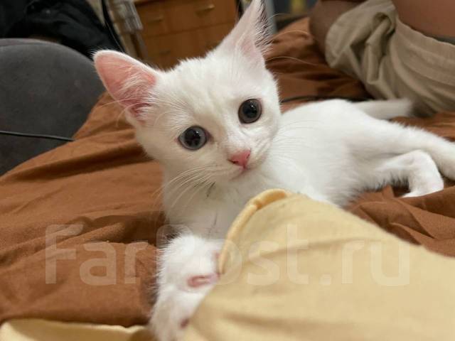 Котенок као-мани, в наличии. Цена: 8 000₽ во Владивостоке