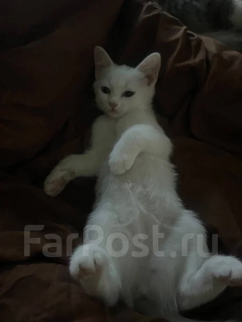 Котенок као-мани, в наличии. Цена: 8 000₽ во Владивостоке