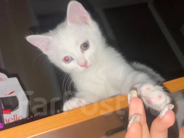 Котенок као-мани, в наличии. Цена: 8 000₽ во Владивостоке