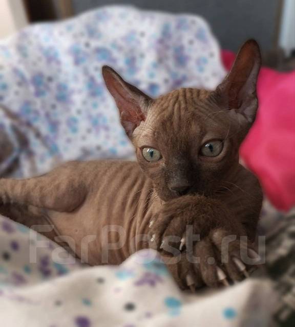 Котик сфинкс велюр, в наличии. Цена: 7 000₽ во Владивостоке