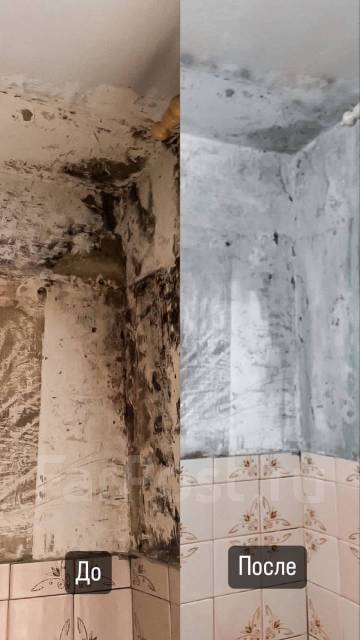 Обработка от плесени и грибка во Владивостоке