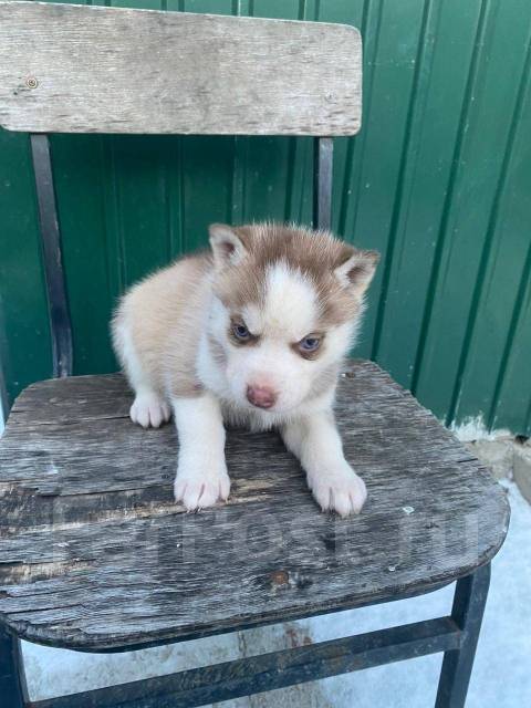 Хаски, в наличии. Цена: 15 000₽ во Владивостоке