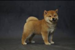 -. 