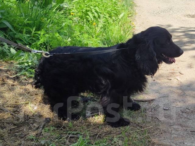 Спаниель собака девочка. Кокер спаниель шоколадный. Кокер спаниель и шпиц. Филд спаниель черный. Спаниель собака девочка.