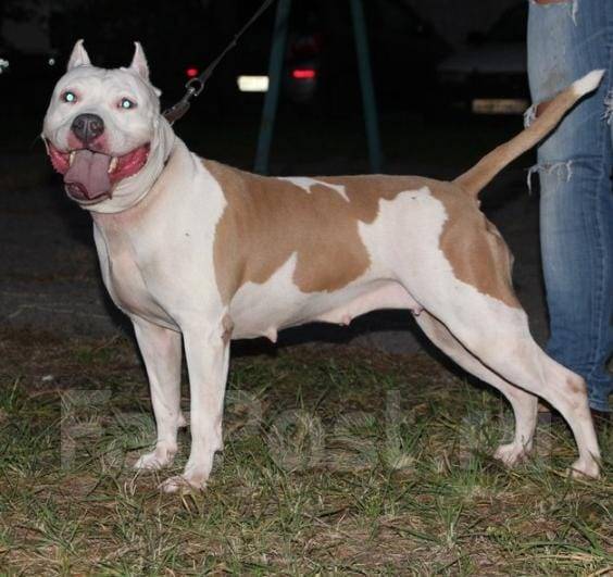 американский стаффордширский терьер щенок 1 месяц. американский стаффордширский терьер 3 месяца. американский стаффордширский терьер 2 месяца. стаффордширский терьер по месяцам. стаффордширский терьер рост.