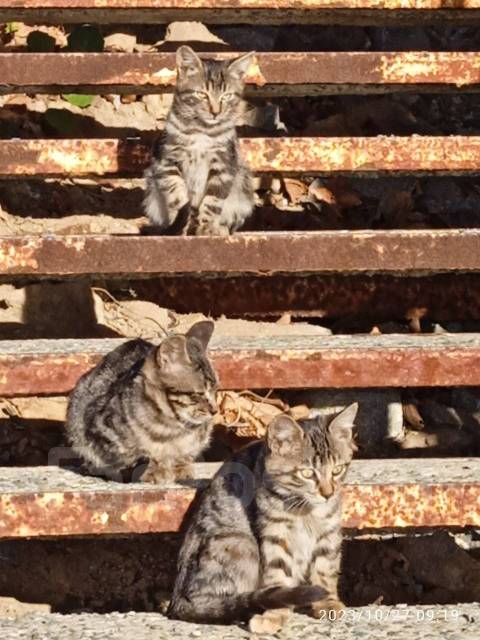 Котята в дар во Владивостоке