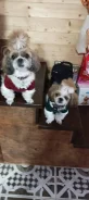 ��-���. ����