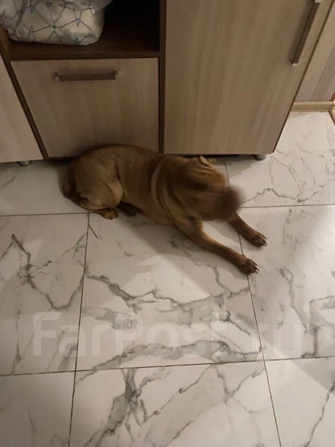 ������. ����