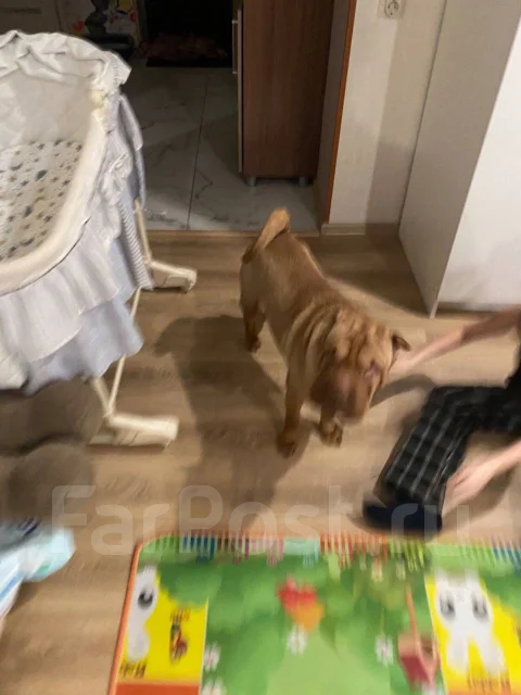 ������. ����