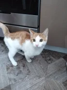 �����. ����