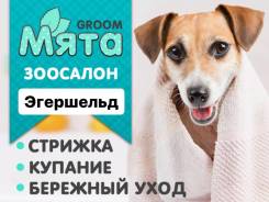 Мастер-классы в Москве по уходу за питомцем дома - зоосалон Maitre Groom