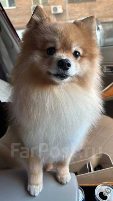����. ����