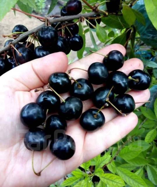 Семена вишни песчаной Бессеи 10 штук, новый, в наличии. Цена: 350₽ во ...