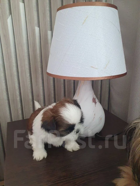 ��-���. ����
