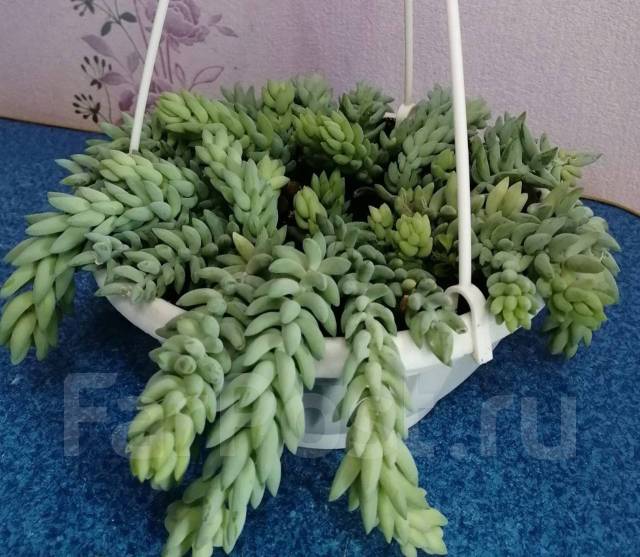 Седум/Очиток Моргана (Sedum Morganianum), под заказ. Цена: 1 000₽ во ...