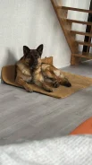 �������� �������. ����