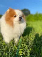 ����. ����