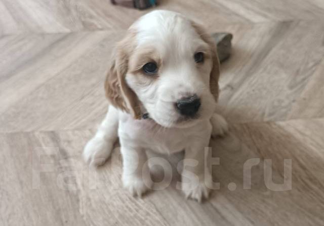 Щенок кокер-спаниеля, в наличии. Цена: 23 000₽ в Уссурийске