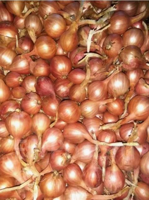 Лук-шалот, посадочный материал, новый, в наличии. Цена: 250₽ во ...