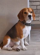 �����. ����