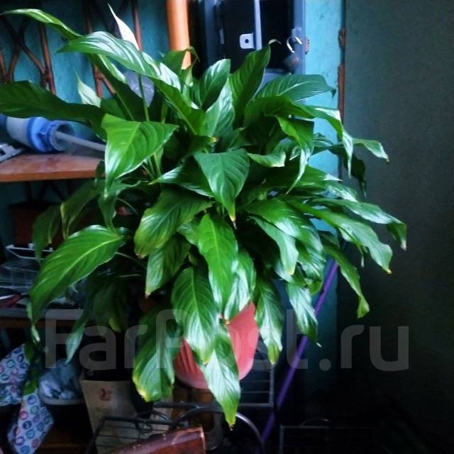 Цветок Женское счастье Спатифиллум, в наличии. Цена: 1 300₽ во Владивостоке
