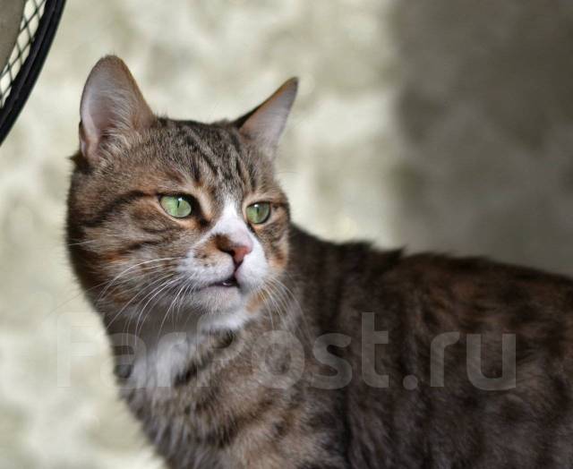 Ищем дом для кота, в наличии в Хабаровске