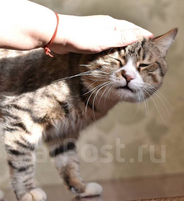 Ищем дом для кота, в наличии в Хабаровске