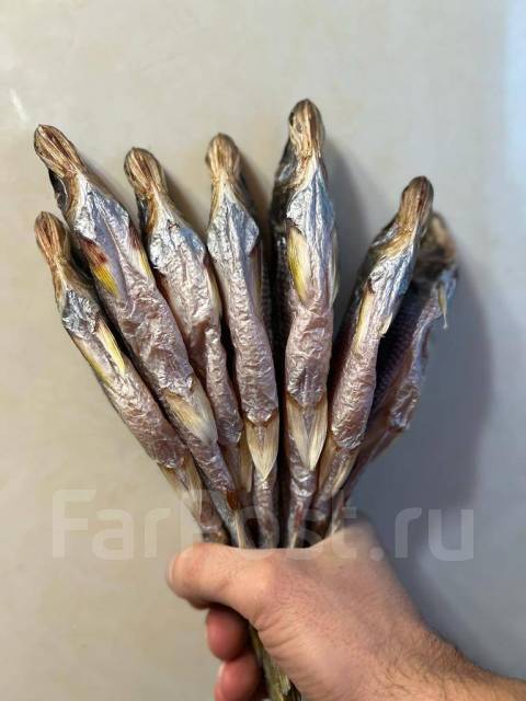 Зубатка, в наличии. Цена: 1 500₽ в Хабаровске