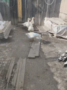 ����. ����