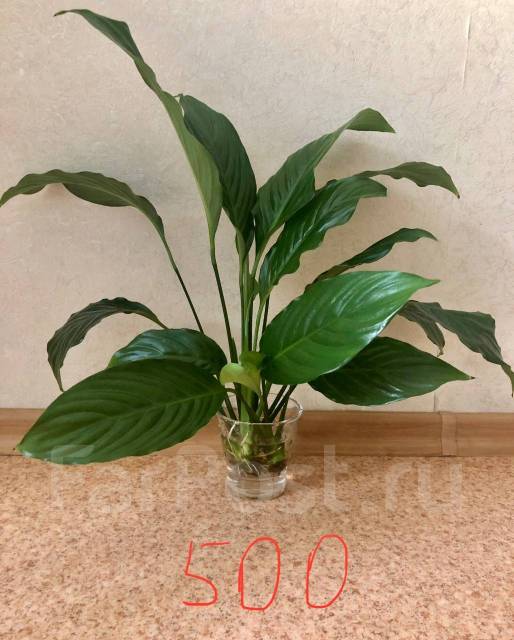 Спатифиллум («Женское счастье»), в наличии. Цена: 250₽ во Владивостоке