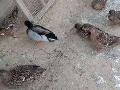 ����. ����