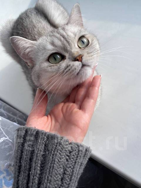 Вязка кошка Хабаровск