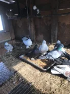 ������. ����