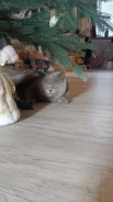 ���������� �����. ����