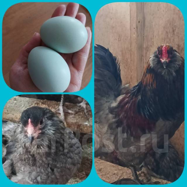 Инкубационное яйцо кур породы Амераукан, под заказ. Цена: 100₽ во ...
