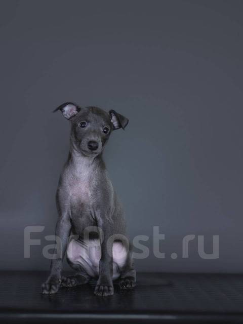 Мальчик Левретка, в наличии. Цена: 80 000₽ во Владивостоке