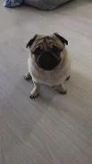 ����. ����