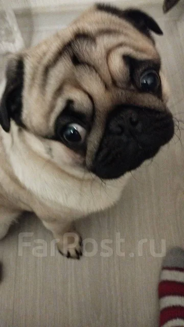 ����. ����