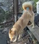 �����. ����