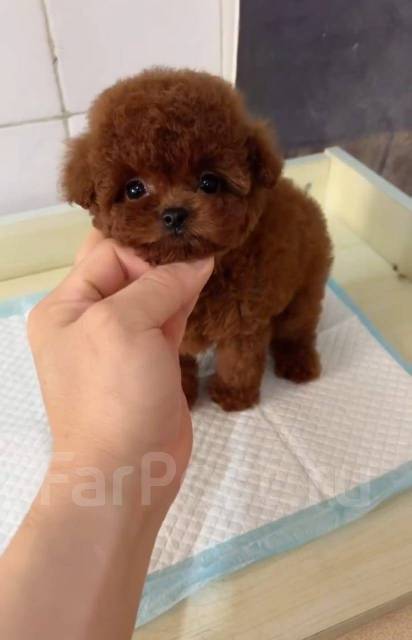 Той пудель тикап. Китайский пудель. Той пудель китай. Китайский той пудель. Вязка пуделей.