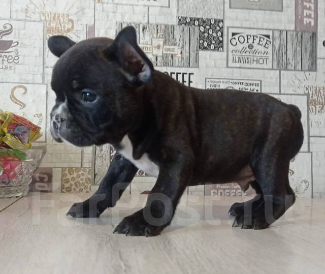 Черно тигровый французский бульдог, под заказ в Находке
