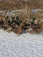 ����. ����